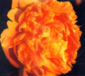 Cover art for issue 105 of The Antigonish Review